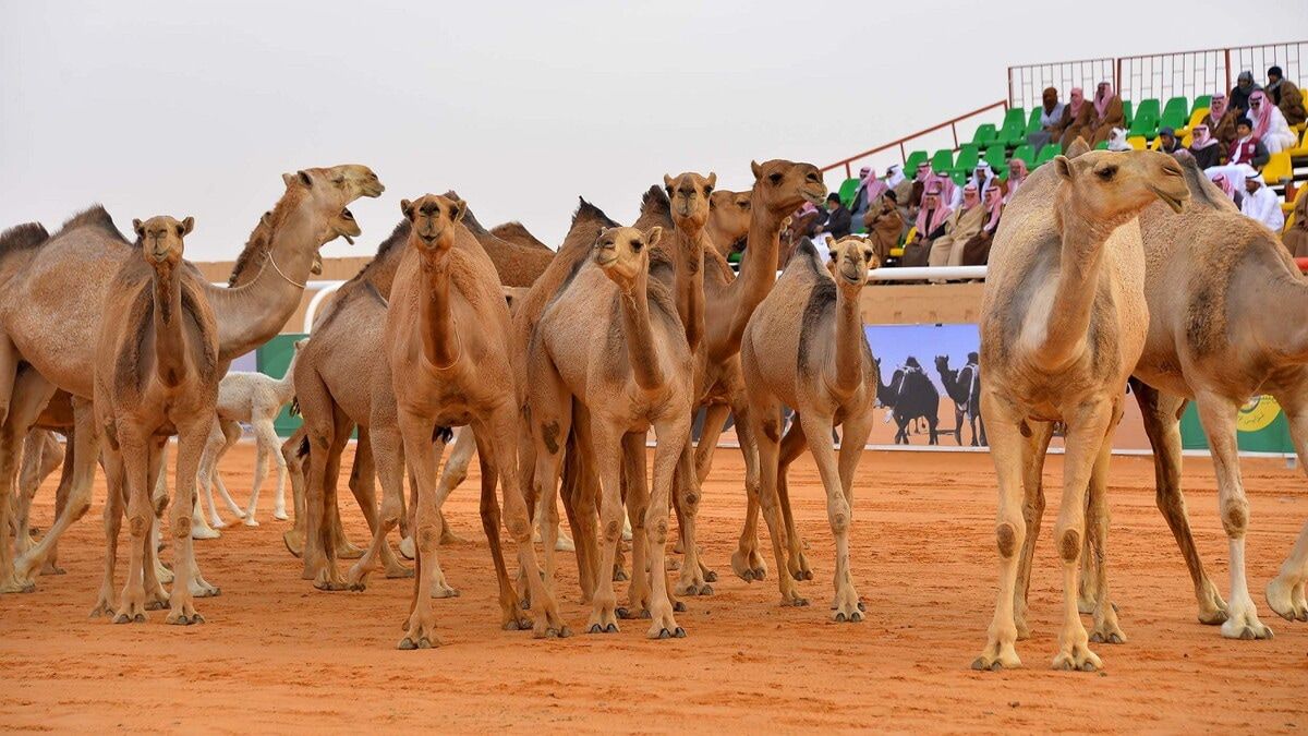 السعودية.. أبناء عايض بن دغيثر و"ابن لبدان" يعتزلون مهرجان الملك عبدالعزيز للإبل