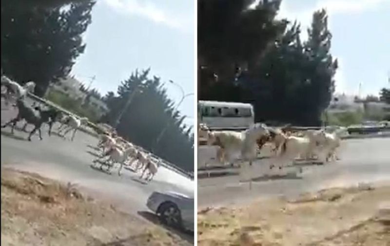 هروب خيول إلى الطريق العام بعد اندلاع حريق ضخم قرب الاسطبلات الملكية بالأردن.. شاهد فيديو