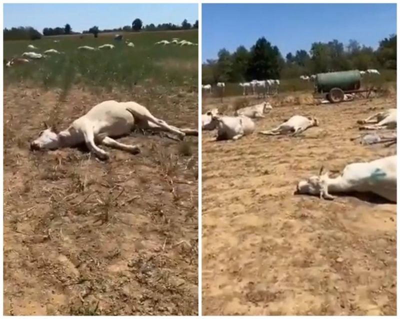 نفوق مئات الأبقار في إيطاليا بسبب موجة الحر والجفاف التي تشهدها البلاد..(شاهد فيديو)
