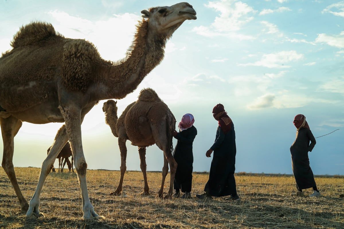 "ناقة من سلالة فريدة" لمن يحرز هدف الفوز في نهائي كأس أمير قطر‎