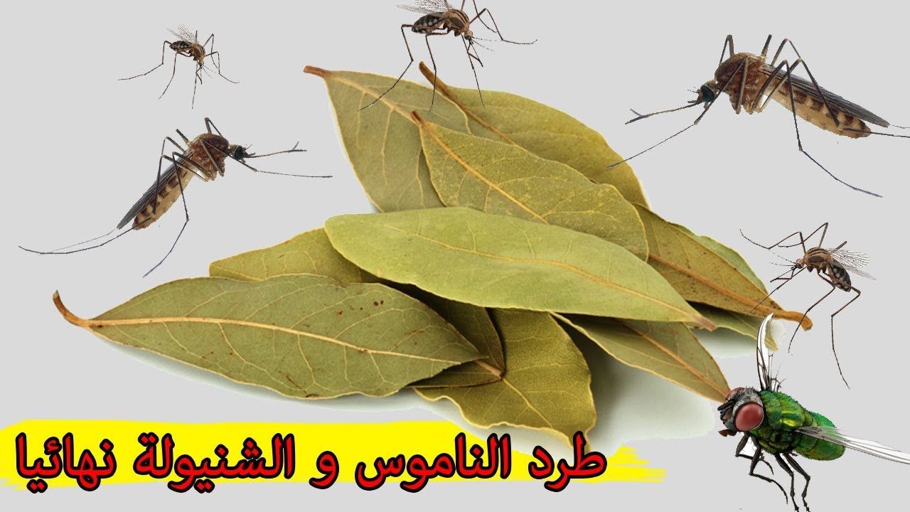التخلص من الذباب والناموس في أقل وقت بوصفات بسيطة وسهلة وفعالة