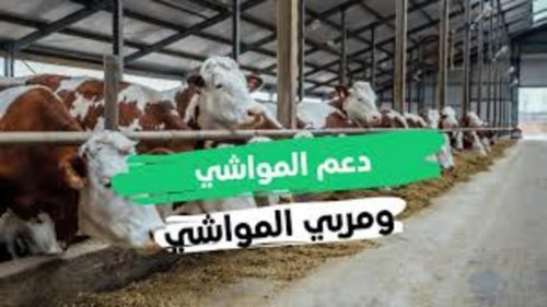 متى ينزل؟؟ | صرف دعم المواشي بهذا الموعد لدفعة شهر نوفمبر 2024