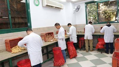 الزراعة تعلن فحص أكثر من 1.3 مليون طن بطاطس مائدة معدة للتصدير - الخليج الان