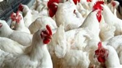 انهيار مفاجئ بأسعار الدواجن والبانيه.. والبيض يتحدى التوقعات - الخليج الان