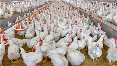 أسعار الفراخ اليوم السبت 28 يونيو في بورصة الدواجن - الخليج الان