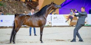 الخميس.. حائل تستقبل دولية الخيل - الخليج الان