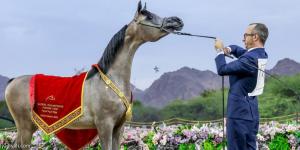 الأربعاء.. انطلاقة جولة الجياد العربية - الخليج الان