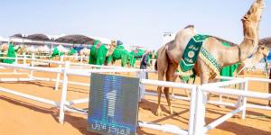 10 قرارات تطوّر مهرجان الملك عبد العزيز للإبل - الخليج الان