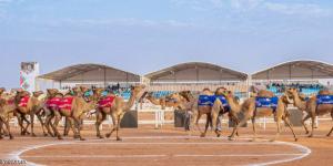 مهرجان الإبل.. الرشيدي يتزعم تحدي الطبع - الخليج الان