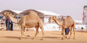 أشواط النخبة تختتم منافسات الجمل - الخليج الان