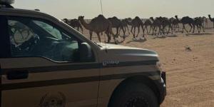 12:09 الأمن البيئي يضبط مواطنًا لارتكابه مخالفة رعي في محمية الملك عبدالعزيز الملكية - الخليج الان