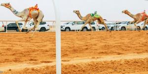 مهرجان الهجن.. السعوديون يتصدرون المراكز الأولى في الأشواط الافتتاحية - الخليج الان