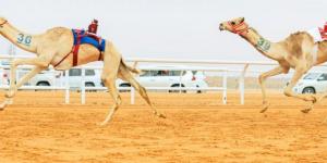 مهرجان الهجن.. اللجنة تُطبق فحص «الصدمات الكهربائية» - الخليج الان