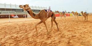 مهرجان الهجن.. السعوديون يتصدرون 11 شوطا - الخليج الان