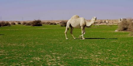 الإبل في فياض غرب رفحاء.. لوحة جمالية تجمع الطبيعة والتراث - الخليج الان