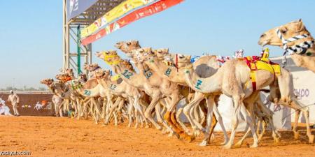 «ربع مليار».. قيمة مهرجان الهجن السوقية - الخليج الان