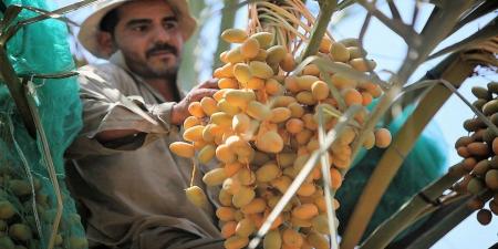 إعفاء العمالة الوافدة في القطاع الزراعي من الاشتراك بتأمين الشيخوخة والعجز الكلي - الخليج الان