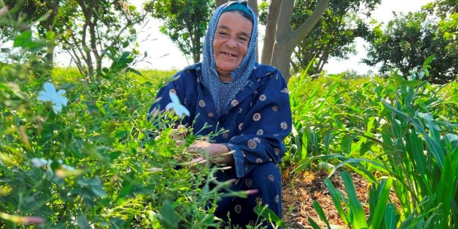 «شبرا بلولة» قرية مصرية تنتج نصف ياسمين العالم - الخليج الان في الخميس 03:30 مساءً