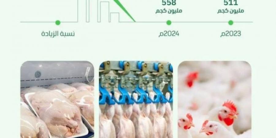 البيئة : المملكة تسجل رقمًا قياسًا بإنتاج 558 مليون كجم من لحوم الدواجن - الخليج الان