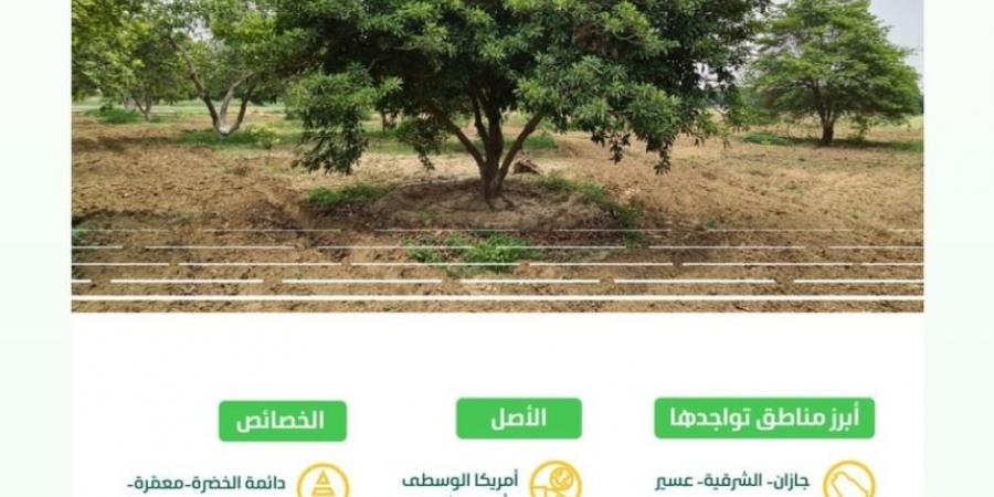 البيئة: انتشار أشجار "الشيكو" بالمملكة خطوة رائدة لتنويع الإنتاج الزراعي - الخليج الان