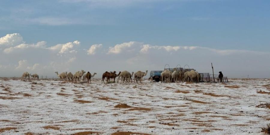 صور| بشارة موسم النباتات العطرية.. الجوف تكتسي بالبياض بعد نزول البرد - الخليج الان