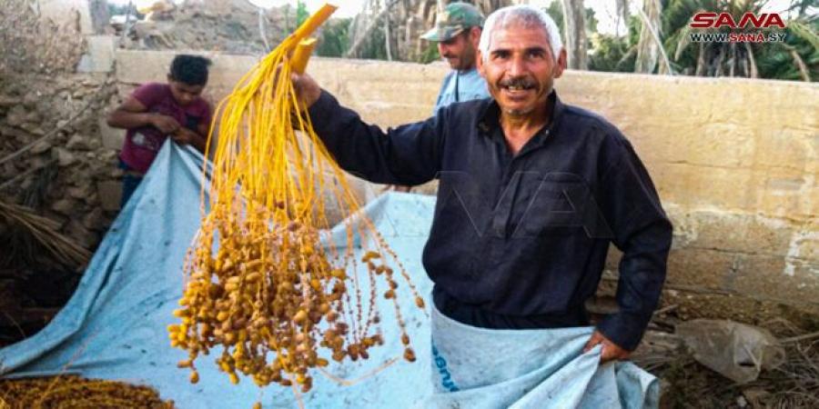 انتهاء موسم قطاف التمور في واحة بساتين تدمر - الخليج الان