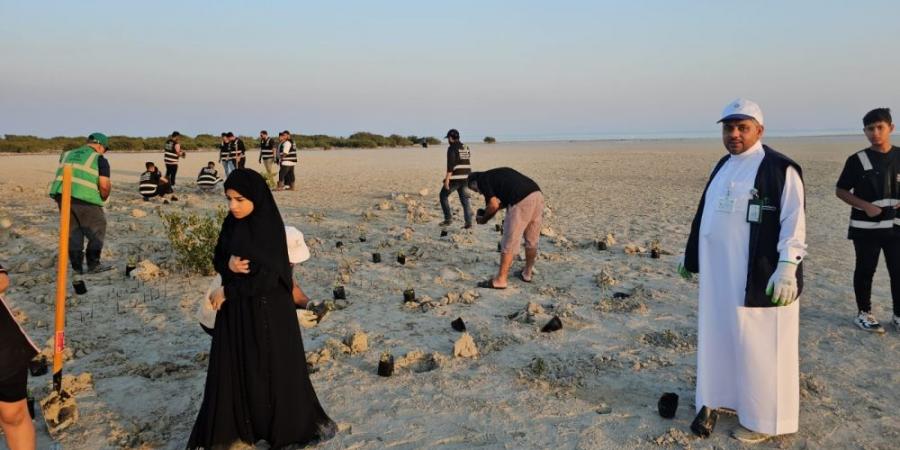 بالصور |  المانجروف.. "درع الشرقية الأخضر" لمواجهة التصحر - الخليج الان