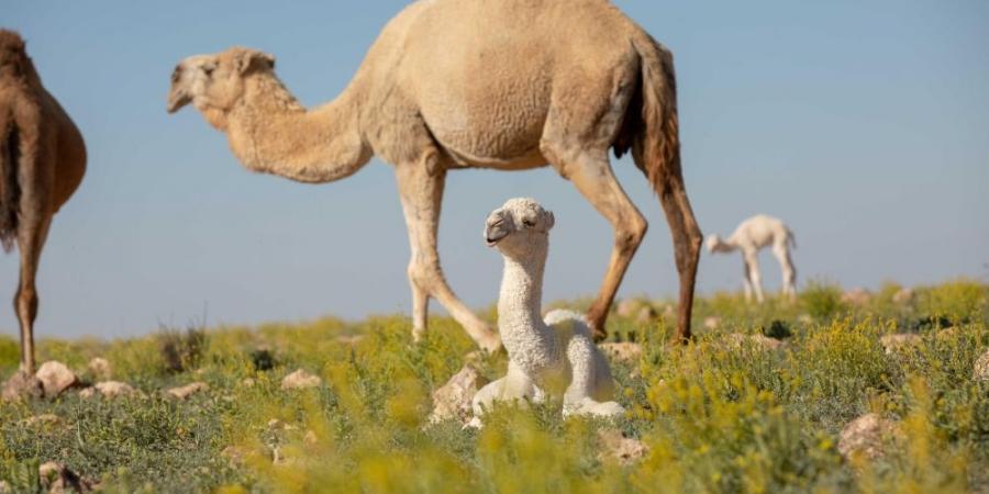 ”الزراعة“: الترقيم الإلكتروني للإبل يعزز الشفافية في البيع والشراء - الخليج الان