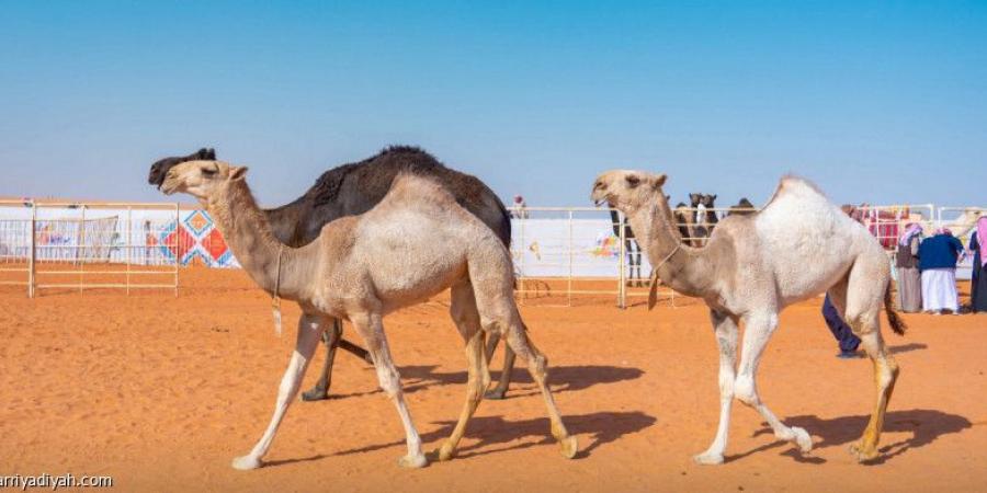 مهرجان الملك عبد العزيز.. 33 فردية تستعرض أمام اللجنة - الخليج الان