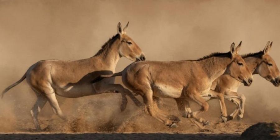 بعد غياب أكثر من قرن.. جهود فطرية تُعيد الحمار البري إلى المملكة - الخليج الان