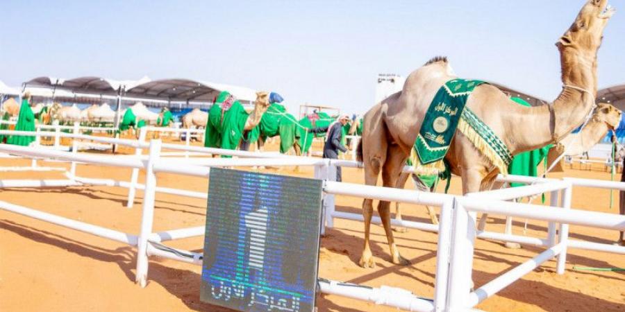 10 قرارات تطوّر مهرجان الملك عبد العزيز للإبل - الخليج الان