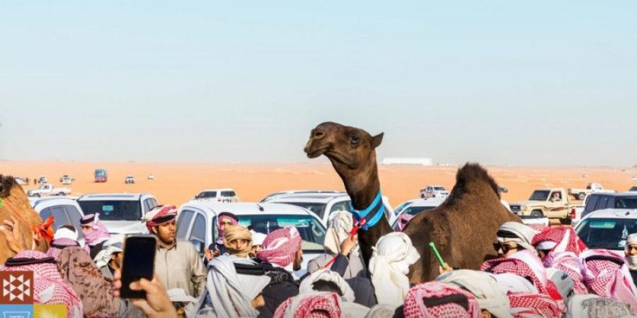 «فئة الدق». أجواء تنافسية.. وحضور كبير - الخليج الان