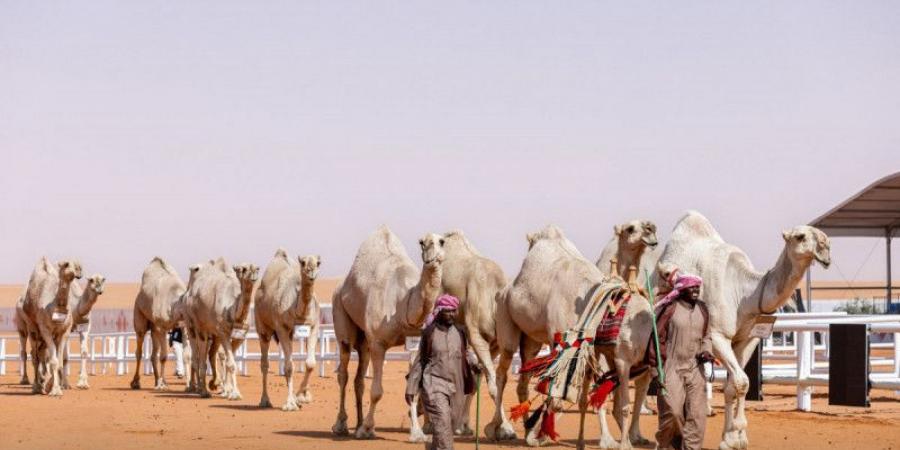 منافسات «الجل».. الراجحي وابن جخدب والحراجين ينتزعون المراكز الأولى - الخليج الان