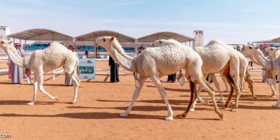 مهرجان الإبل.. 45 فردية تتنافس في فئات الدق - الخليج الان