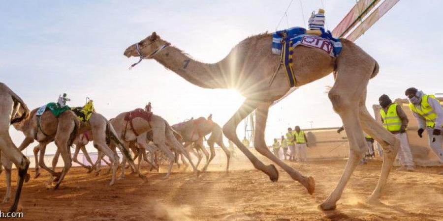 جوزاء وخلود تتزعمان سباق الهجن - الخليج الان