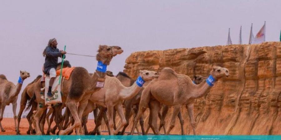 مهرجان الإبل.. الثلاثاء انطلاق منافسات «الطبع» - الخليج الان