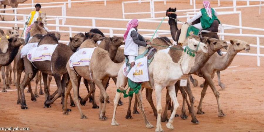 مهرجان الإبل يختتم منافسات «الطبع» - الخليج الان