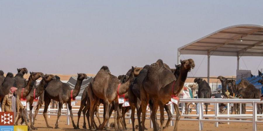 مهرجان الإبل.. انطلاق منافسات الفحل المنتج - الخليج الان