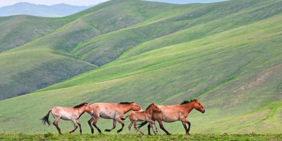 منغوليا تنجح  في إنقاذ خيولها البرية من الانقراض - الخليج الان