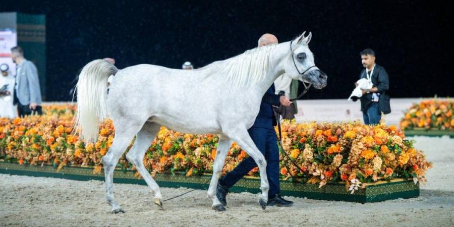 «عجمان لجمال الخيل» تشهد حضوراً جماهيرياً كبيراً - الخليج الان في الجمعة 11:20 مساءً