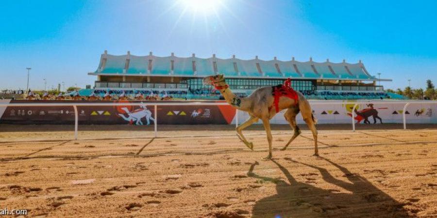 مهرجان الملك.. 70 مليون ريال مقسمة على 224 شوطا - الخليج الان