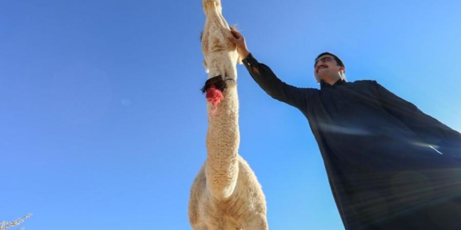 مشاركة 37 باحثًا في المؤتمر الدولي الـ5 عن الإبل في الثقافة العربية - الخليج الان