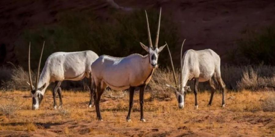 مهددة بالانقراض.. إطلاق 134 كائنًا فطريًا في محمية نيوم الطبيعية - الخليج الان