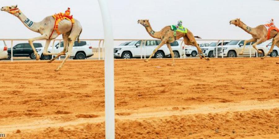 مهرجان الهجن.. السعوديون يتصدرون المراكز الأولى في الأشواط الافتتاحية - الخليج الان