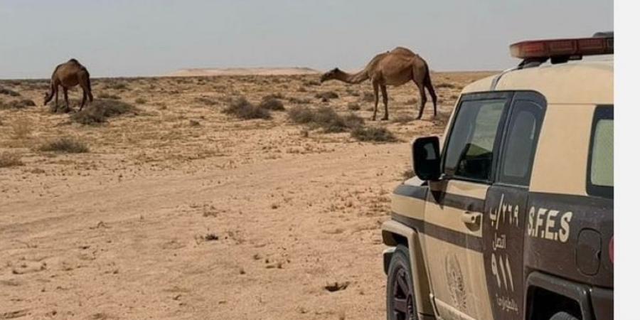 ضبط مواطن لارتكابه مخالفة الرعي في محمية الملك عبد العزيز - الخليج الان