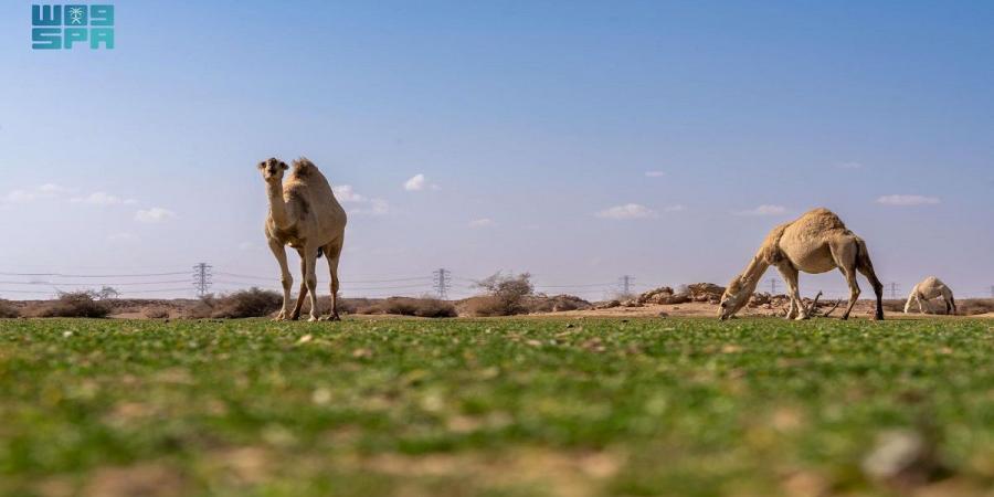 06:13 الإبل في فياض غرب رفحاء.. مشهد يجمع الطبيعة والتراث - الخليج الان