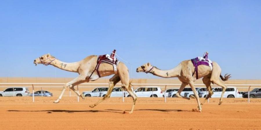 تحت رعاية المليك.. مهرجان خادم الحرمين للهجن يختتم الأربعاء - الخليج الان