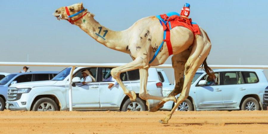 مهرجان الهجن.. 33 مليون مشاهدة و13 فضائية ناقلة - الخليج الان