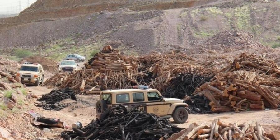 المدينة المنورة.. ضبط مواطن مخالف لنظام البيئة لنقل الحطب المحلي - الخليج الان