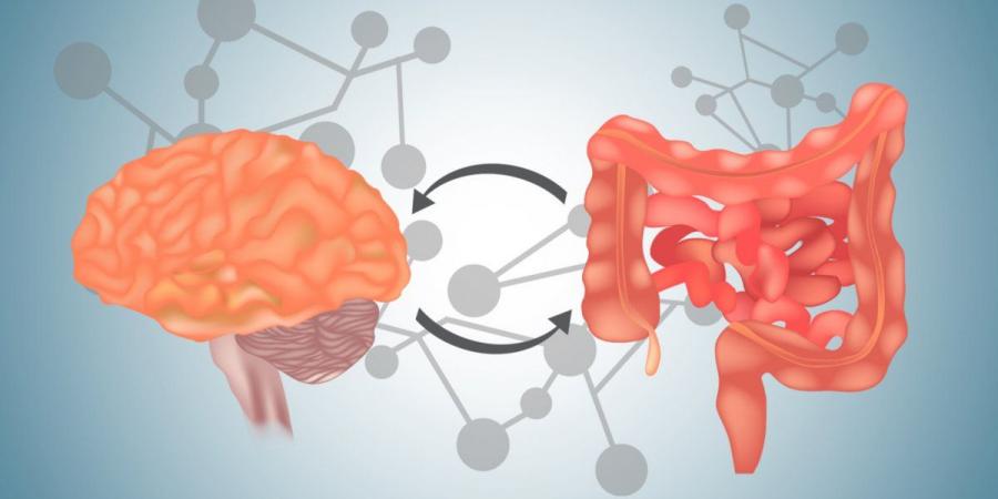 خبر بالغ الأهمية...الدماغ الثاني للإنسان موجود في الجهاز الهضمي - الخليج الان